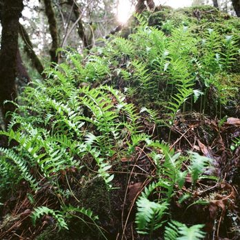 Pioneer Tree Trail - Amazing fern-covered boulder in final third of Pioneer Tree Trail. - Hiking Near Me