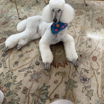 Dogg Oddities - Female standard poodle - Pet Groomers Near Me - Torrance, California Dogg Oddities - Female standard poodle - Pet Groomers Near Me - Torrance, California