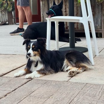 Inclined Canine Academy - Pet Training Near Me - Morgan Hill, California Inclined Canine Academy - Pet Training Near Me - Morgan Hill, California