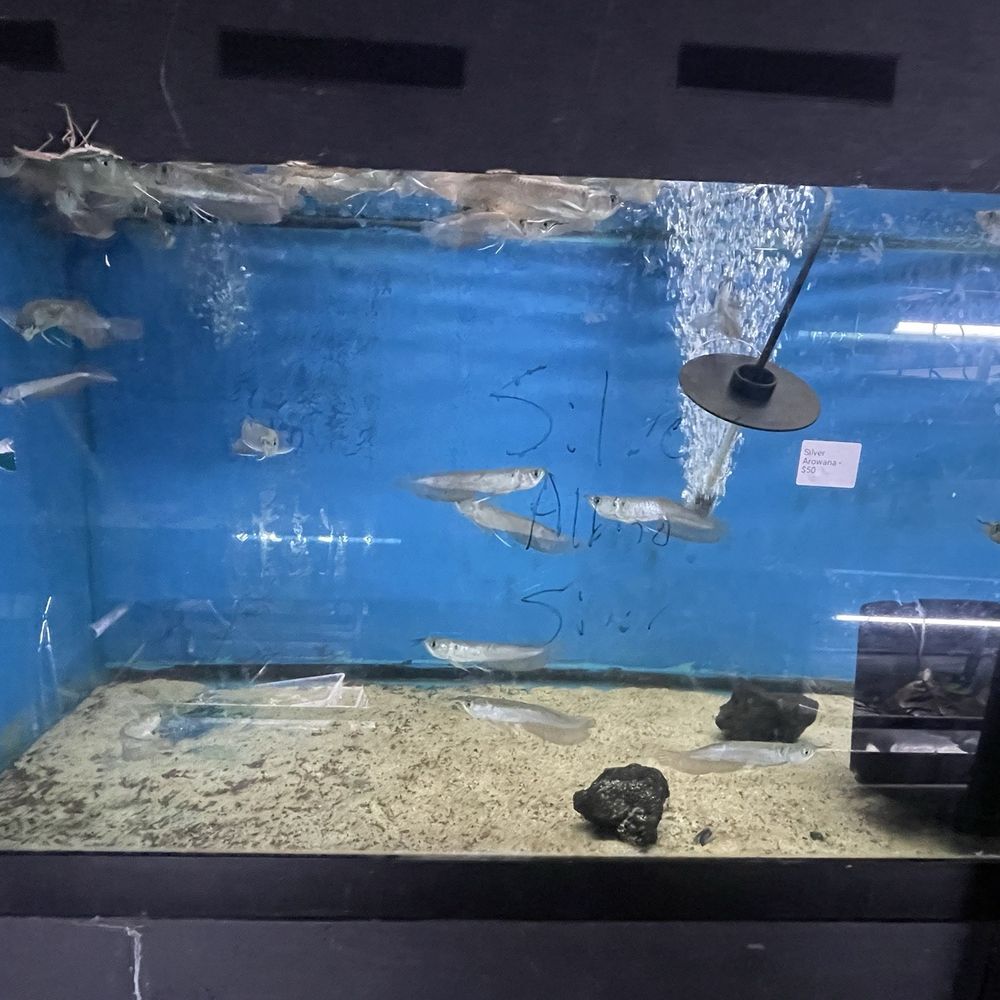 MastahBetta Fish Shop - Local Fish Stores Near Me - Honolulu, Hawaii