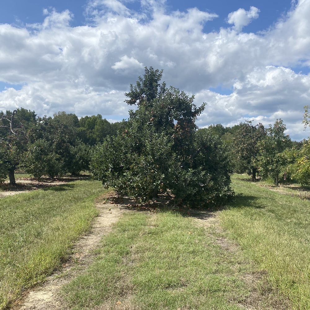 Windy Hill Orchard & Cidery - Apple Trees - Cideries Near Me - York, South Carolina Windy Hill Orchard & Cidery - Apple Trees - Cideries Near Me - York, South Carolina