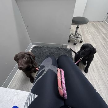 Riverstone Animal Hospital - Puppies - Veterinarians Near Me - Waterloo, Illinois Riverstone Animal Hospital - Puppies - Veterinarians Near Me - Waterloo, Illinois