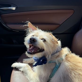 California Groomin' - Pet Groomers Near Me - Salinas, California California Groomin' - Pet Groomers Near Me - Salinas, California