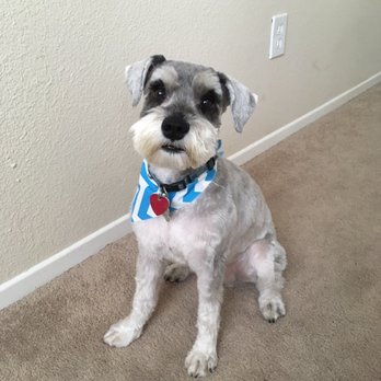 Dirty Paws Grooming Spa - After. Really happy with their service. - Pet Groomers Near Me - Temecula, California