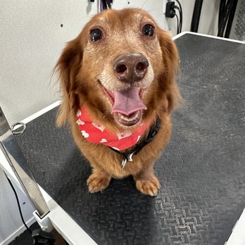 Little Paw Mobile Grooming - Dachshund bath and brush senior dog - Pet Groomers Near Me Little Paw Mobile Grooming - Dachshund bath and brush senior dog - Pet Groomers Near Me