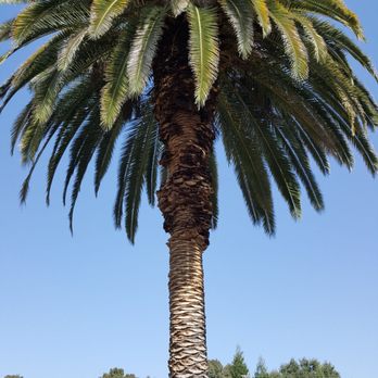 Mercado Tree Service - Beautiful results! - Tree Services Near Me Mercado Tree Service - Beautiful results! - Tree Services Near Me