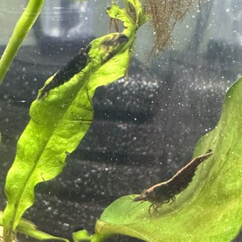 Billy Boi Aquatics - Aquarium Services Near Me - Temple City, California Billy Boi Aquatics - Aquarium Services Near Me - Temple City, California
