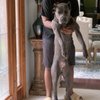 Dirty Paws Mobile Grooming gift card
