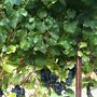 Photo of Elkhorn Peak Cellars