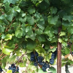 Elkhorn Peak Cellars - Just a week before picking. :)