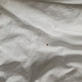 Berkeley Oceanfront Hotel - Small blood stain on the comforter - Hotels Near Me - Asbury Park, New Jersey