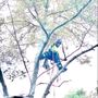 Photo of Ascent Tree Works