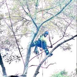 Ascent Tree Works