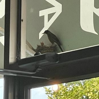 The Pig and Publican - Momma made a nest under the awning and was feeding her babes. - Pubs Near Me - Lewes, Delaware The Pig and Publican - Momma made a nest under the awning and was feeding her babes. - Pubs Near Me - Lewes, Delaware