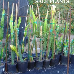 Elk Creek Ranch - Naturally grown, identified dragon fruit plants for sale at the best prices. Growing instructions included.