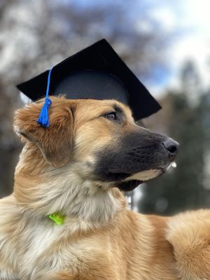Canine University Denver
