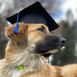Canine University Denver