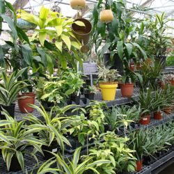 Hoffmann Hillermann Nursery & Florist - Houseplants available at Hoffmann Hillermann Nursery & Florist