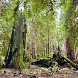 Montgomery Woods State Reserve - Trees