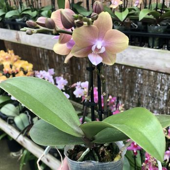 Brookside Orchids - Phalaenopsis orchid - Nurseries & Gardening Near Me - Menlo Park, California