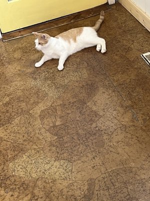 Mauhaus Cat Cafe by null