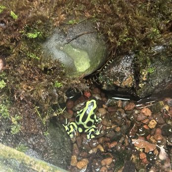 National Aquarium - Poison frog - Aquariums Near Me - Baltimore, Maryland