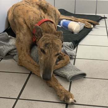 Virginia Veterinary Centers - Richmond - Veterinarians Near Me - Richmond, Virginia Virginia Veterinary Centers - Richmond - Veterinarians Near Me - Richmond, Virginia