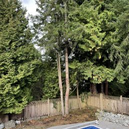 Tree was supposed to be trimmed up and shorn back instead limbs completely removed. Tree was supposed to be trimmed up and shorn back instead limbs completely removed.