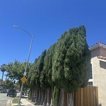 PV Tree Service - Tree Services Near Me PV Tree Service - Tree Services Near Me