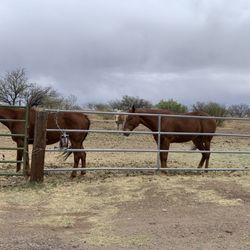 Buffalo Corral Riding Stables - Some of the horses