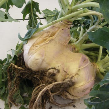 Eastham Turnip Festival - Mutant turnip - Festivals Near Me - North Eastham, Massachusetts