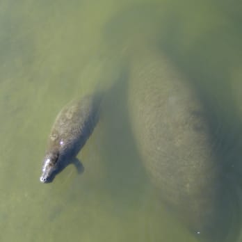 Manatee Viewing Center - The baby was quite cute - Zoos Near Me - Apollo Beach, Florida Manatee Viewing Center - The baby was quite cute - Zoos Near Me - Apollo Beach, Florida