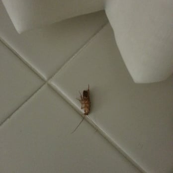Primm Valley Resort - A dead bug on the window seal of the room - Hotels Near Me - Primm, Nevada
