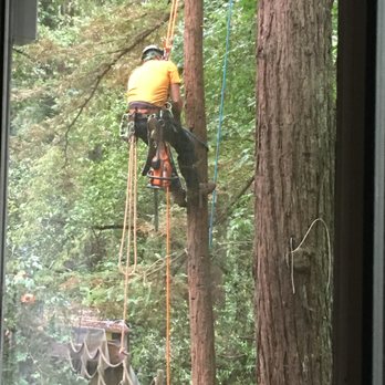 Travis Tree Professionals - Tree Services Near Me - Boulder Creek, California