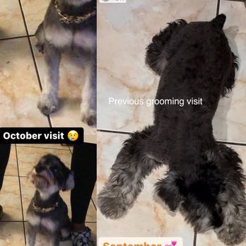 PetSmart - They shaved my dog horribly!!! This is not a cut for a miniature schnauzer I'm devastated & so is my pup MisO she's so depressed - Pet Stores Near Me - Fontana, California PetSmart - They shaved my dog horribly!!! This is not a cut for a miniature schnauzer I'm devastated & so is my pup MisO she's so depressed - Pet Stores Near Me - Fontana, California