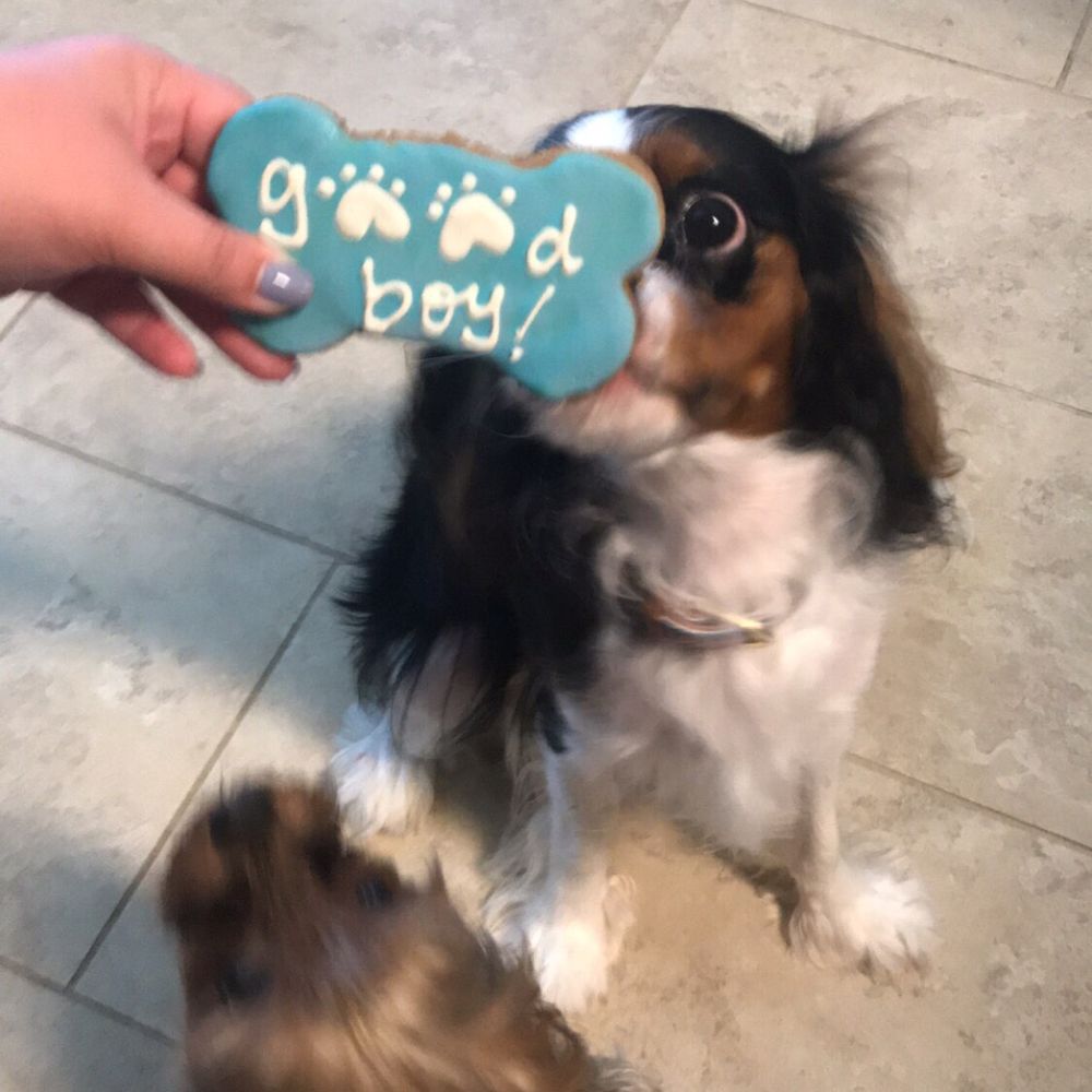 Shaggy Dog Market - He got a treat for being a GOOD BOY! - Pet Stores Near Me - Kyle, Texas Shaggy Dog Market - He got a treat for being a GOOD BOY! - Pet Stores Near Me - Kyle, Texas