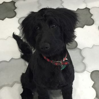 The Barking Lot - Jack, 6 month old puppy, after his day at The Barking Lot - Pet Groomers Near Me - Richmond, Virginia The Barking Lot - Jack, 6 month old puppy, after his day at The Barking Lot - Pet Groomers Near Me - Richmond, Virginia