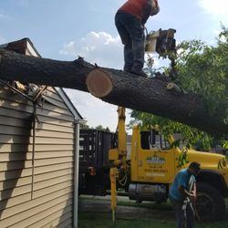 Big Timber Tree Service