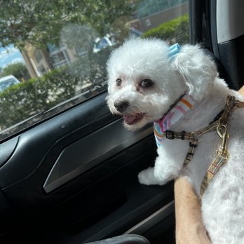 Hot Dog Grooming - zoey after getting groomed! all smiles usually getting groomed is stressful for her. but hot dog groomers made her feel at ease! - Pet Groomers Near Me - Houston, Texas Hot Dog Grooming - zoey after getting groomed! all smiles usually getting groomed is stressful for her. but hot dog groomers made her feel at ease! - Pet Groomers Near Me - Houston, Texas
