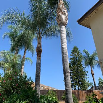 Al and Sons Tree Service - Tree Services Near Me Al and Sons Tree Service - Tree Services Near Me