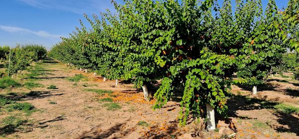 Gilcrease Orchard by null