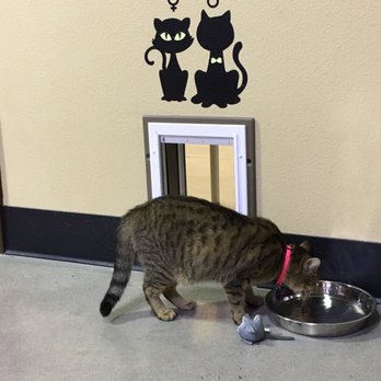 Orlando Cat Cafe - Animal Shelters Near Me - Clermont, Florida Orlando Cat Cafe - Animal Shelters Near Me - Clermont, Florida