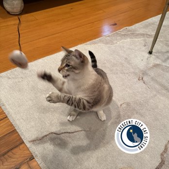 1. Crescent City Cat Sitters