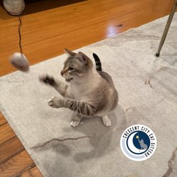 Crescent City Cat Sitters - We love kitty playtime!