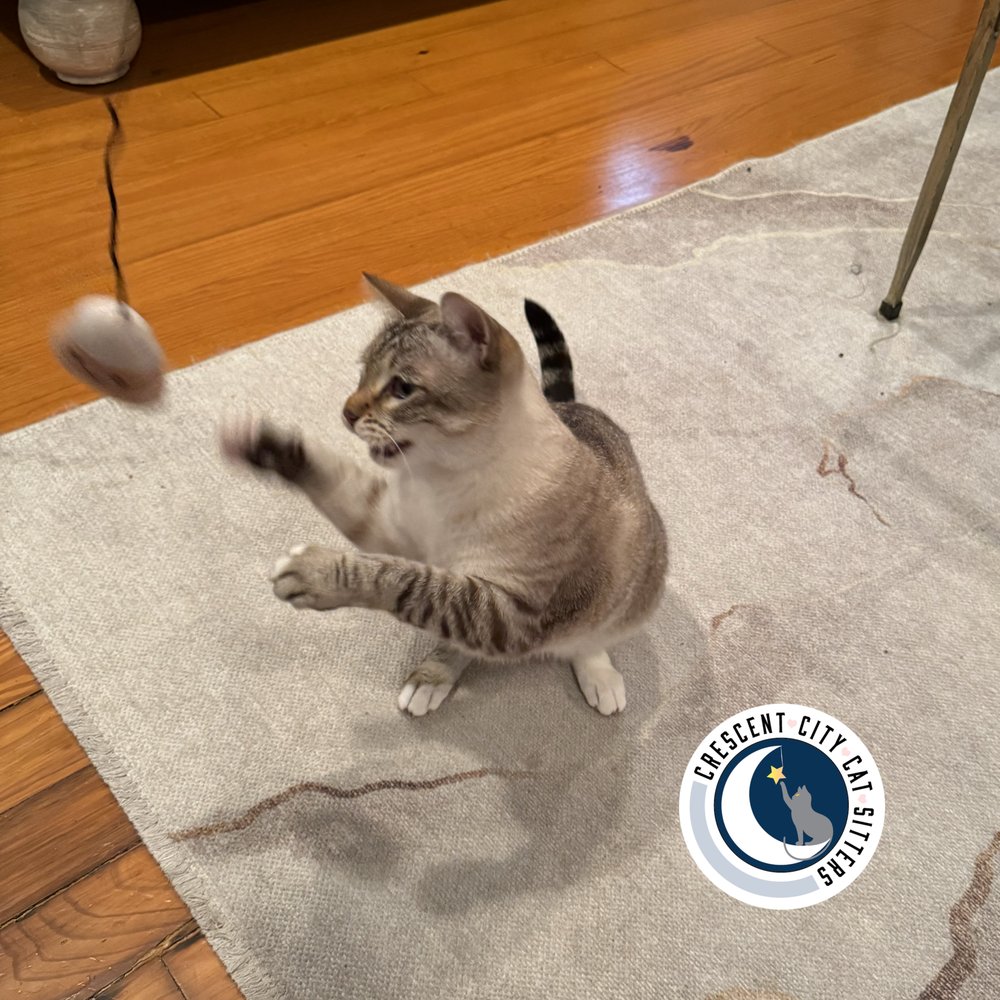 Crescent City Cat Sitters - pet boarding facility in Metairie, LA