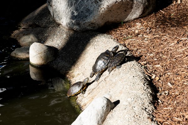 California Institute of Technology by null