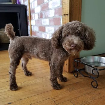 ShamPooches Doggie Day Spa - Toy poodle(CÎROC 'S)first groom - Pet Groomers Near Me - Poughkeepsie, New York ShamPooches Doggie Day Spa - Toy poodle(CÎROC 'S)first groom - Pet Groomers Near Me - Poughkeepsie, New York