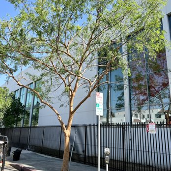 Reveles Tree Service - Tree Trimming-After (Hollywood, CA) - Tree Services Near Me Reveles Tree Service - Tree Trimming-After (Hollywood, CA) - Tree Services Near Me