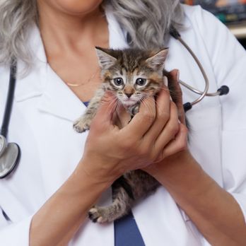 Vetco Total Care - Veterinarians Near Me - Smithfield, Rhode Island Vetco Total Care - Veterinarians Near Me - Smithfield, Rhode Island