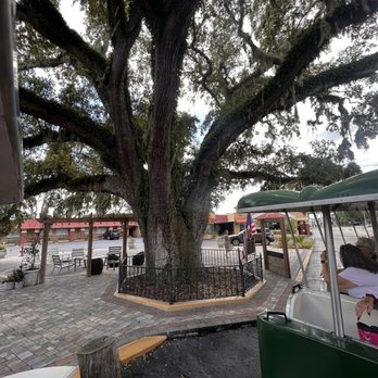 Old Town Trolley Tours St Augustine - 600+ year old tree - Historical Tours Near Me - St. Augustine, Florida